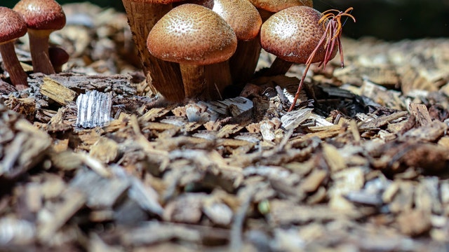 Mushroom Cultivation Their Types and Benefits